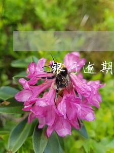银行逾期贷款报告 银行逾期贷款报告