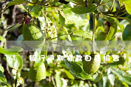 银行逾期贷款自查报告