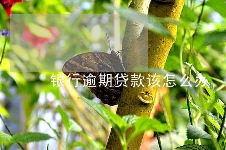 银行逾期贷款该怎么办