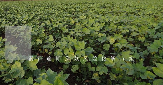 银行逾期贷款风险化解方案