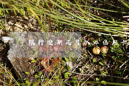 银行逾期还可以办信用卡么