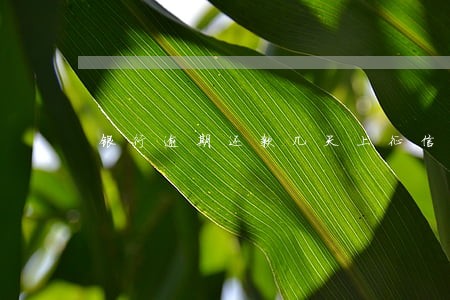 银行逾期还款几天上征信吗 银行逾期还款几天上征信吗