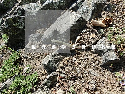 银行逾期还款新政策 银行逾期还款新政策