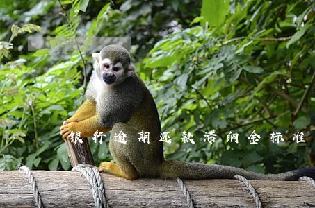 银行逾期还款滞纳金标准 银行逾期还款滞纳金标准