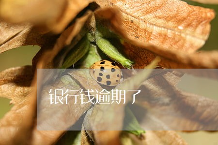 银行钱逾期了 银行钱逾期了