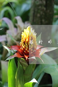 银行非恶意逾期还款证明代开 银行非恶意逾期还款证明代开