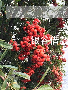 银谷借款人逾期名单 银谷借款人逾期名单