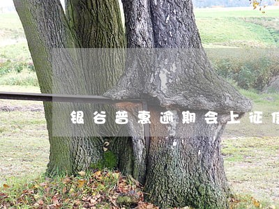 银谷普惠逾期会上征信吗 银谷普惠逾期会上征信吗