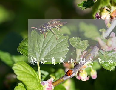 银谷普惠逾期会怎么样 银谷普惠逾期会怎么样