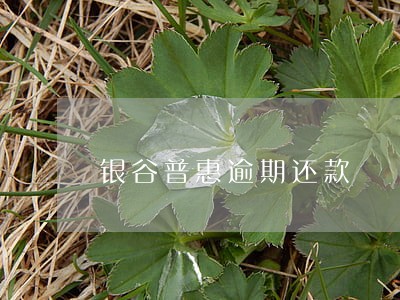 银谷普惠逾期还款 银谷普惠逾期还款