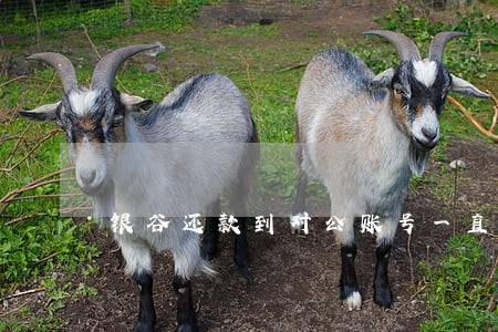 银谷还款到对公账号一直显示逾期 银谷还款到对公账号一直显示逾期