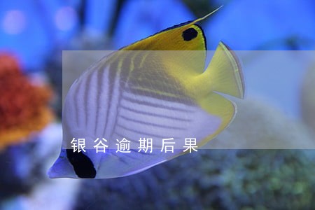 银谷逾期后果 银谷逾期后果