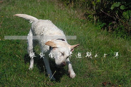 银贷信用卡逾期25年 银贷信用卡逾期25年