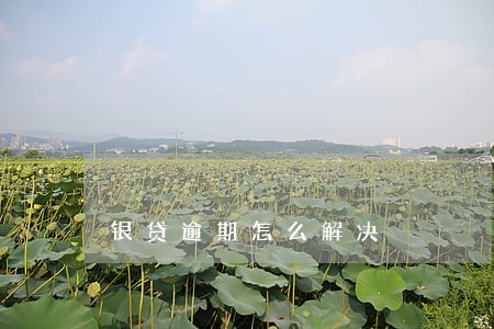 银贷逾期怎么解决 银贷逾期怎么解决