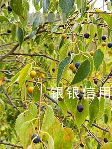 银银信用卡逾期后果 银银信用卡逾期后果