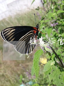 链家征信逾期记录怎么能消除 链家征信逾期记录怎么能消除