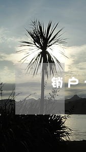 销户卡能不能处理逾期 销户卡能不能处理逾期