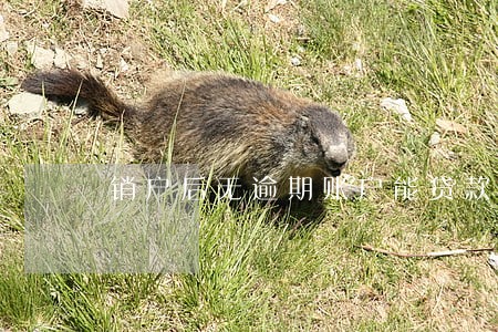 销户后无逾期账户能贷款吗 销户后无逾期账户能贷款吗