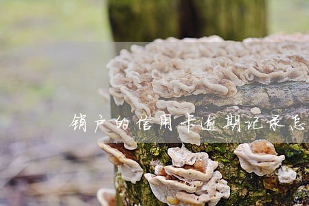 销户的信用卡逾期记录怎么办 销户的信用卡逾期记录怎么办