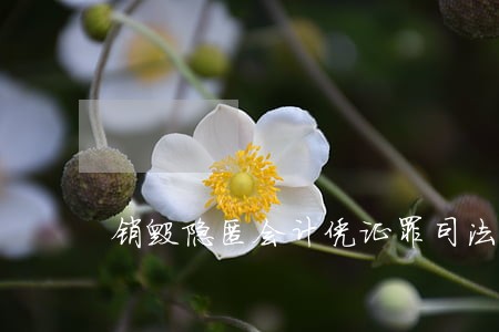 销毁隐匿会计凭证罪司法解释 销毁隐匿会计凭证罪司法解释