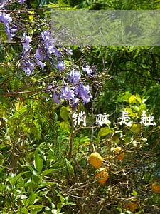销赃是触犯的治安还是刑法