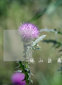 锡山区离婚律师哪个好 锡山区离婚律师哪个好