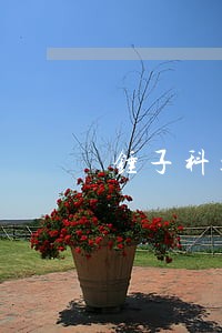 锤子科技再被法院申请资产保全