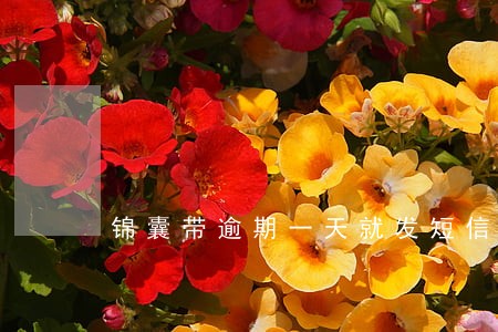 锦囊带逾期一天就发短信 锦囊带逾期一天就发短信