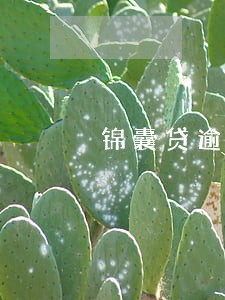 锦囊贷逾期半个月 锦囊贷逾期半个月