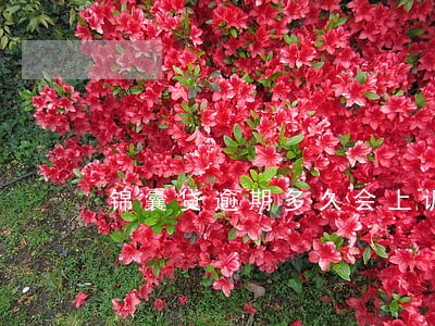 锦囊贷逾期多久会上诉 锦囊贷逾期多久会上诉