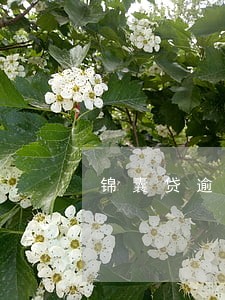 锦囊贷逾期打电话还款 锦囊贷逾期打电话还款