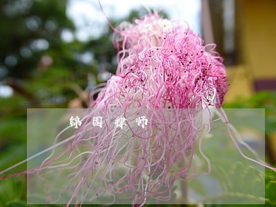 锦园律师