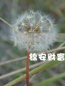 锦安财富全面逾期 锦安财富全面逾期