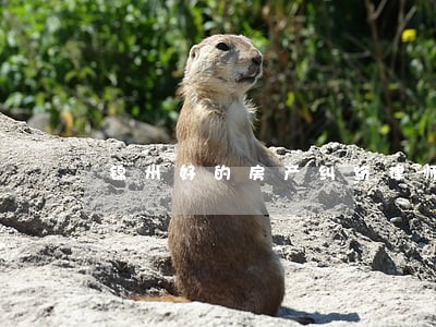 锦州好的房产纠纷律师所 锦州好的房产纠纷律师所
