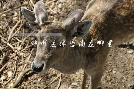 锦州法律咨询在哪里