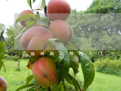 锦州离婚预约入口 锦州离婚预约入口
