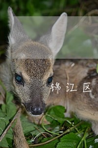 锦江区中小企业法律顾问 锦江区中小企业法律顾问