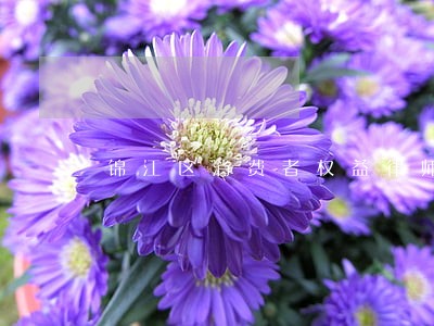 锦江区消费者权益律师 锦江区消费者权益律师