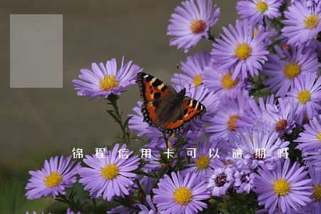 锦程信用卡可以逾期吗 锦程信用卡可以逾期吗
