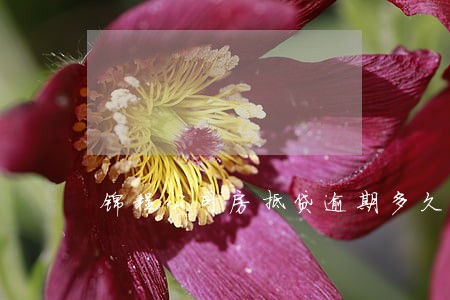 锦程公司房抵贷逾期多久收房子 锦程公司房抵贷逾期多久收房子