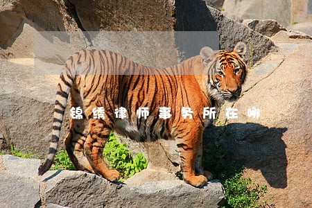 锦绣律师事务所在哪