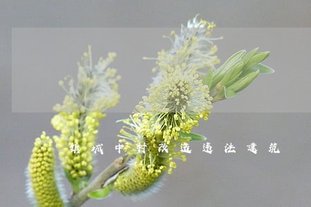 镇城中村改造违法建筑 镇城中村改造违法建筑