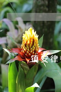 镇安律师服务所 镇安律师服务所