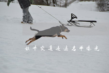 镇平交通违法名单曝光