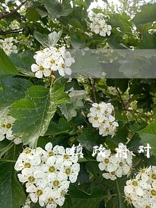 镇政府对抗法院判决 镇政府对抗法院判决