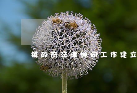 镇政府法律顾问工作建立 镇政府法律顾问工作建立