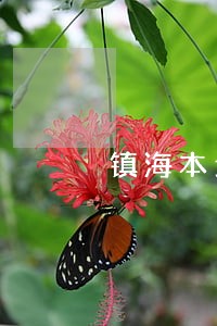 镇海本地法律顾问咨询 镇海本地法律顾问咨询