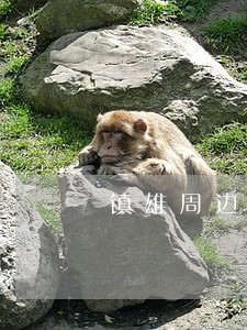 镇雄周边取保候审律师预约电话 镇雄周边取保候审律师预约电话