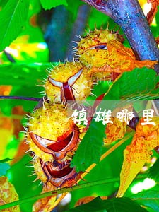 镇雄哪里可以申请消除逾期征信