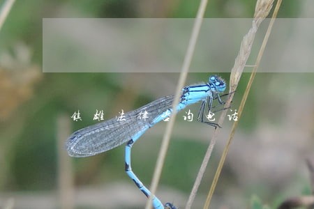 镇雄法律咨询电话 镇雄法律咨询电话